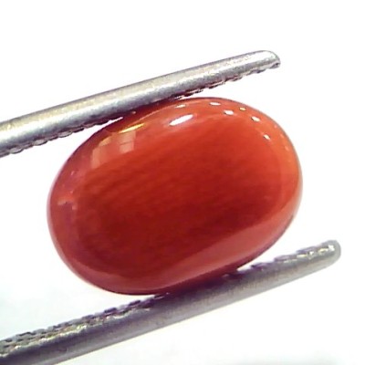 4.10 Ct 6.8 Ratti Natural Untreated Italian Red Coral Moonga Gems
