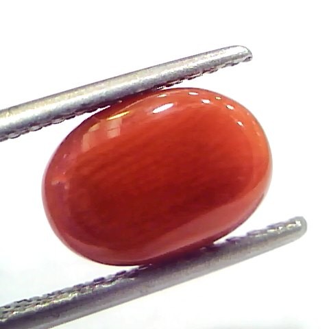 4.10 Ct 6.8 Ratti Natural Untreated Italian Red Coral Moonga Gems