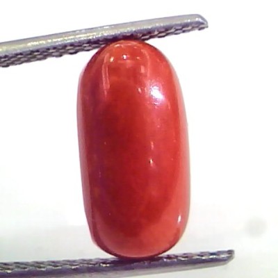 4.11 Ct Untreated Natural Premium Italian Red Coral AAAAA