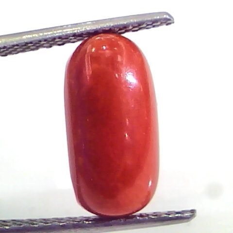 4.11 Ct Untreated Natural Premium Italian Red Coral AAAAA
