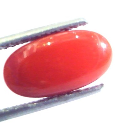 4.13 Ct Untreated Natural Premium Italian Red Coral AAAAA