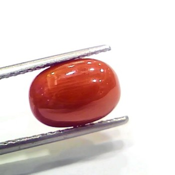 4.00 Ct 4.44 Ratti Natural Italian Red Coral Moonga Gemstone