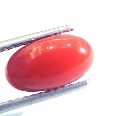 4.13 Ct Untreated Natural Premium Italian Red Coral AAAAA