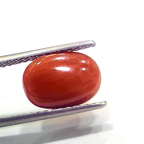 4.00 Ct 4.44 Ratti Natural Italian Red Coral Moonga Gemstone