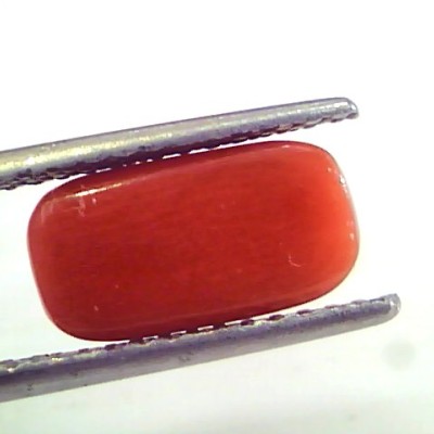 4.19 Ct Untreated Natural Premium Italian Red Coral AAAAA