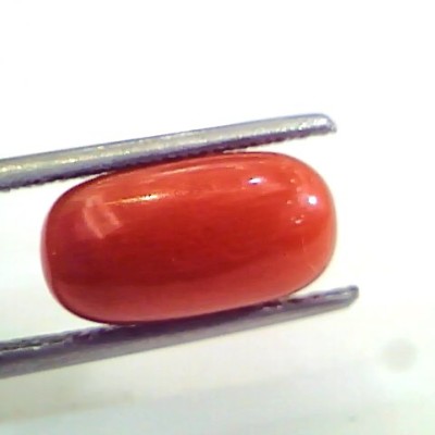 4.19 Ct Untreated Natural Premium Italian Red Coral AAAAA
