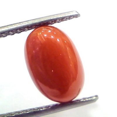 4.20 Ct 7 Ratti Natural Untreated Italian Red Coral Moonga Gems