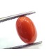 4.20 Ct 7 Ratti Natural Untreated Italian Red Coral Moonga Gems