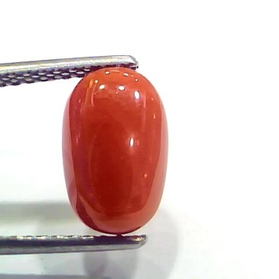 4.20 Ct 4.66 Ratti Natural Italian Red Coral Moonga Gemstone