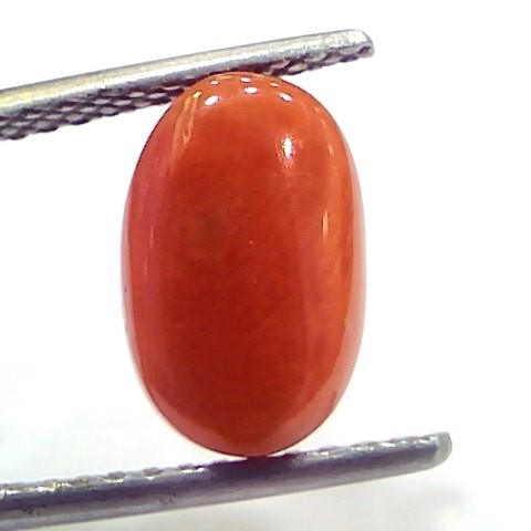 4.20 Ct 7 Ratti Natural Untreated Italian Red Coral Moonga Gems