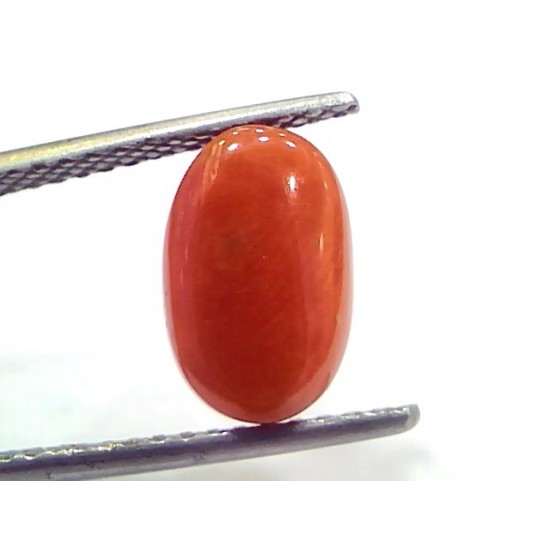 4.20 Ct 7 Ratti Natural Untreated Italian Red Coral Moonga Gems