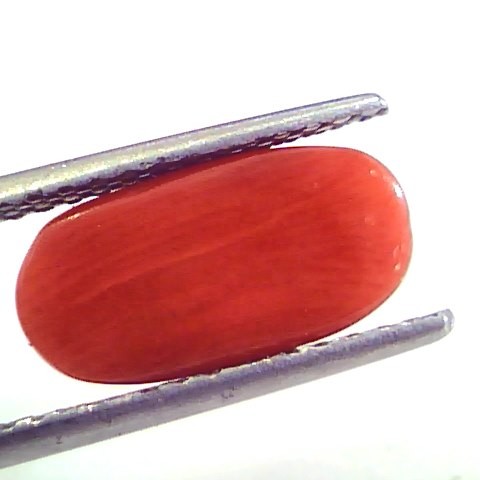 4.21 Ct Untreated Natural Premium Italian Red Coral AAAAA