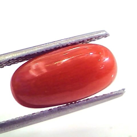 4.21 Ct Untreated Natural Premium Italian Red Coral AAAAA