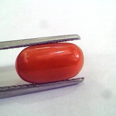 4.20 Ct 6.5 Ratti Natural Italian Red Coral Moonga Gemstone AAAA