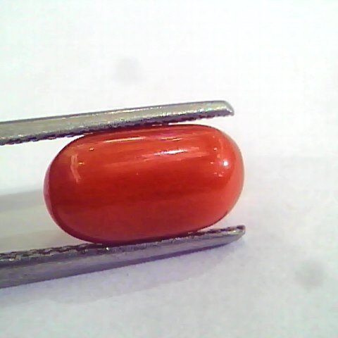 4.20 Ct 6.5 Ratti Natural Italian Red Coral Moonga Gemstone AAAA