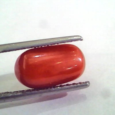 4.20 Ct 6.5 Ratti Natural Italian Red Coral Moonga Gemstone AAAA