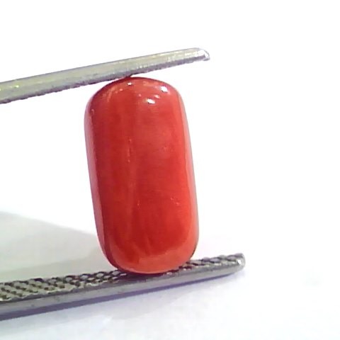 4.20 Ct Untreated Natural Italian Red Coral Moonga Gemstone AA