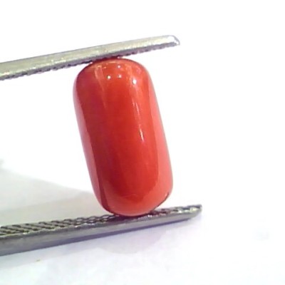4.20 Ct Untreated Natural Italian Red Coral Moonga Gemstone AA