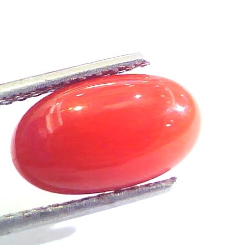 4.25 Ct Untreated Natural Premium Italian Red Coral AAAAA