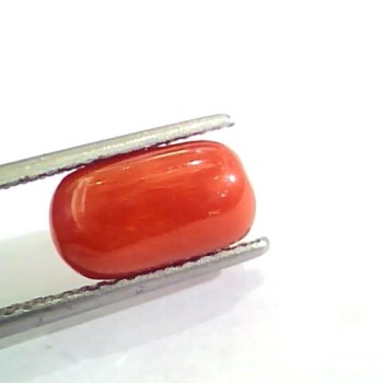 4.22 Ct 4.68 Ratti Untreated Natural Italian Red Coral Moonga Gemstone AA