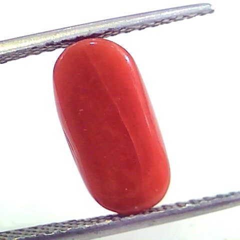 4.23 Ct Untreated Natural Premium Italian Red Coral AAAAA