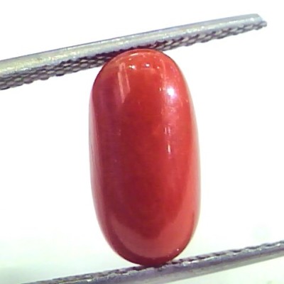 4.23 Ct Untreated Natural Premium Italian Red Coral AAAAA
