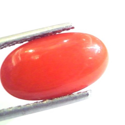 4.28 Ct Untreated Natural Premium Italian Red Coral AAAAA