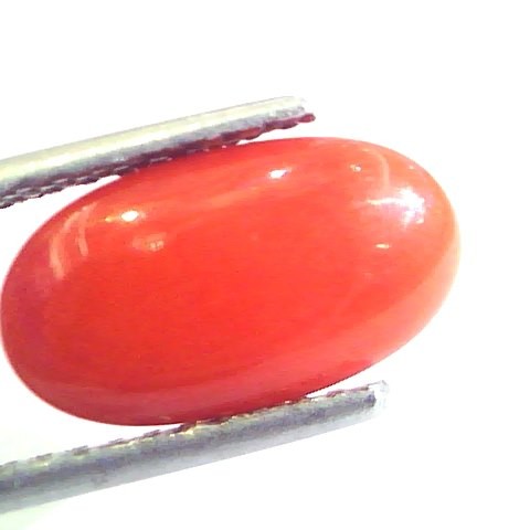 4.28 Ct Untreated Natural Premium Italian Red Coral AAAAA