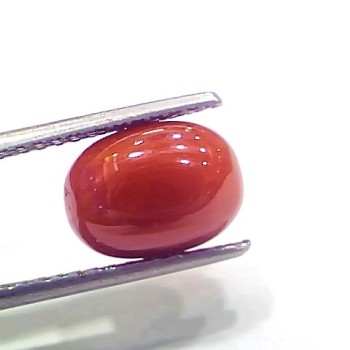 4.26 Ct 4.73 Ratti Natural Italian Red Coral Moonga Gemstone