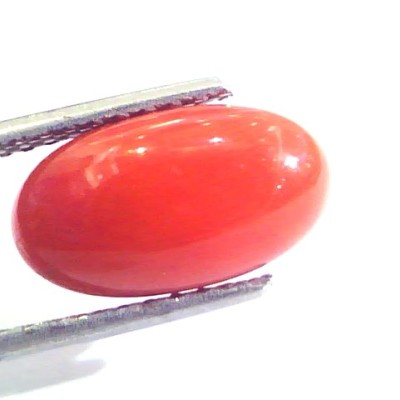 4.28 Ct Untreated Natural Premium Italian Red Coral AAAAA
