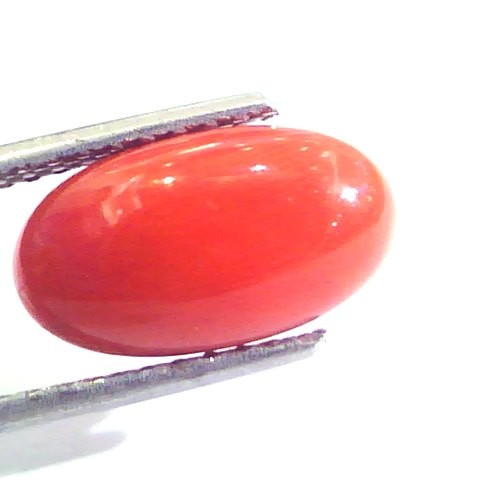 4.28 Ct Untreated Natural Premium Italian Red Coral AAAAA