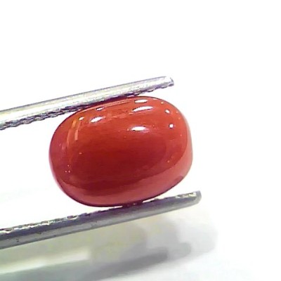 4.26 Ct 4.73 Ratti Natural Italian Red Coral Moonga Gemstone