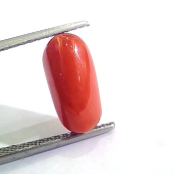 4.27 Ct 4.74 Ratti Untreated Natural Italian Red Coral Moonga Gemstone AA