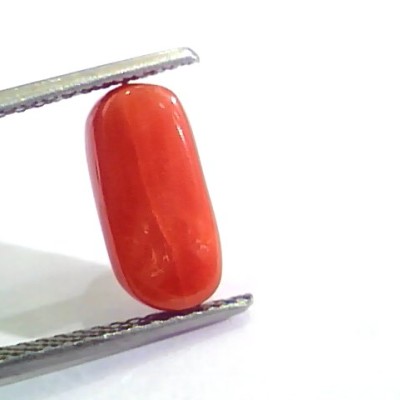 4.27 Ct 4.74 Ratti Untreated Natural Italian Red Coral Moonga Gemstone AA