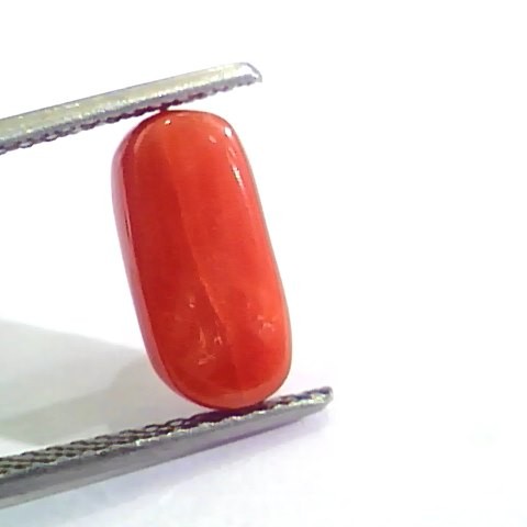 4.27 Ct 4.74 Ratti Untreated Natural Italian Red Coral Moonga Gemstone AA