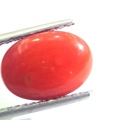 4.44 Ct Untreated Natural Premium Italian Red Coral AAAAA