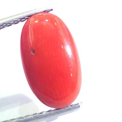 4.30 Ct Untreated Natural Premium Italian Red Coral AAAAA