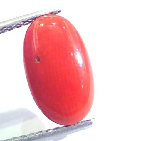 4.30 Ct Untreated Natural Premium Italian Red Coral AAAAA