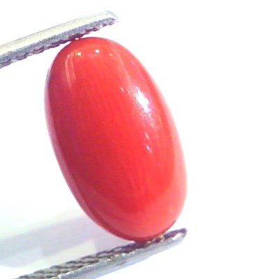 4.30 Ct Untreated Natural Premium Italian Red Coral AAAAA
