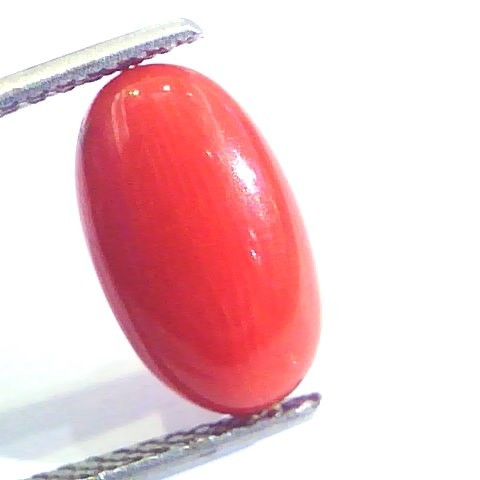 4.30 Ct Untreated Natural Premium Italian Red Coral AAAAA