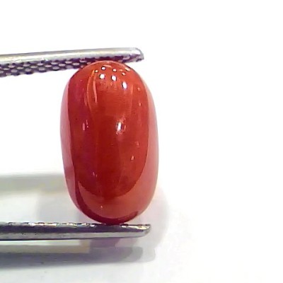 4.27 Ct 4.74 Ratti Natural Italian Red Coral Moonga Gemstone