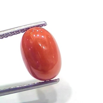 4.33 Ct 4.81 Ratti Natural Italian Red Coral Moonga Gemstone
