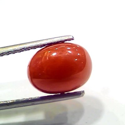 4.42 Ct 4.91 Ratti Natural Italian Red Coral Moonga Gemstone