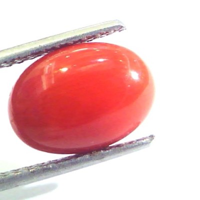 4.44 Ct Untreated Natural Premium Italian Red Coral AAAAA