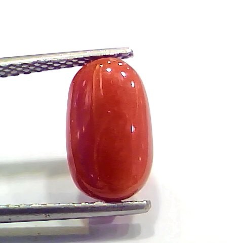 4.27 Ct 4.74 Ratti Natural Italian Red Coral Moonga Gemstone
