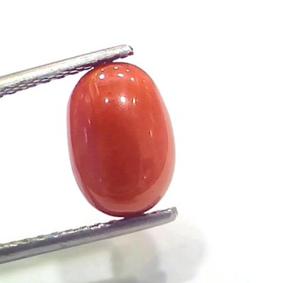 4.33 Ct 4.81 Ratti Natural Italian Red Coral Moonga Gemstone