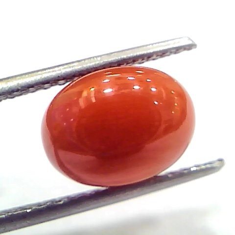 4.37 Ct 7.2 Ratti Natural Untreated Italian Red Coral Moonga Gems