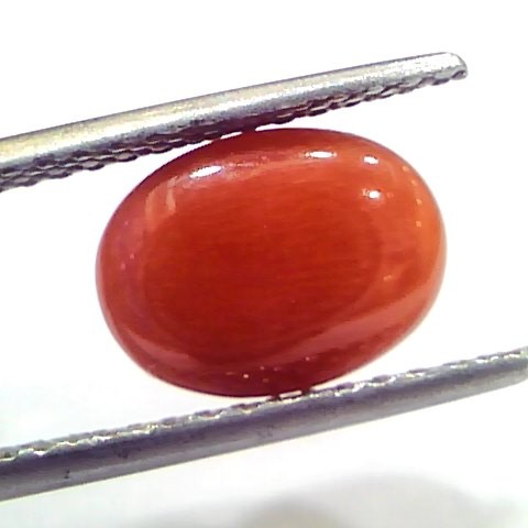 4.37 Ct 7.2 Ratti Natural Untreated Italian Red Coral Moonga Gems