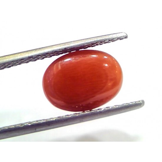 4.37 Ct 7.2 Ratti Natural Untreated Italian Red Coral Moonga Gems