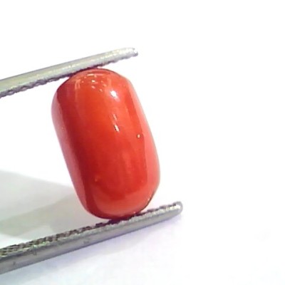 4.33 Ct Untreated Natural Italian Red Coral Moonga Gemstone AA